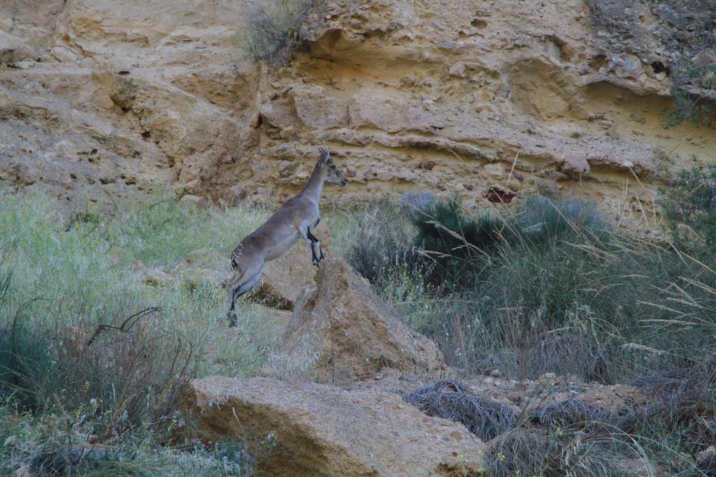 אלאמה דה מורסיה Alojamientos Rurales Cortijo Las Golondrinas מראה חיצוני תמונה