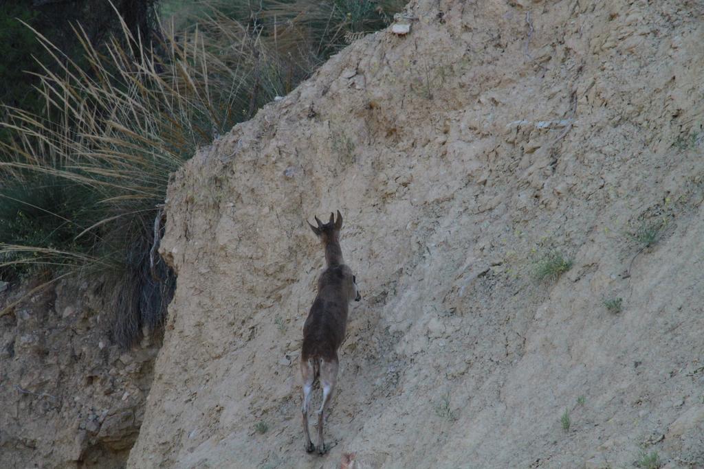 אלאמה דה מורסיה Alojamientos Rurales Cortijo Las Golondrinas מראה חיצוני תמונה