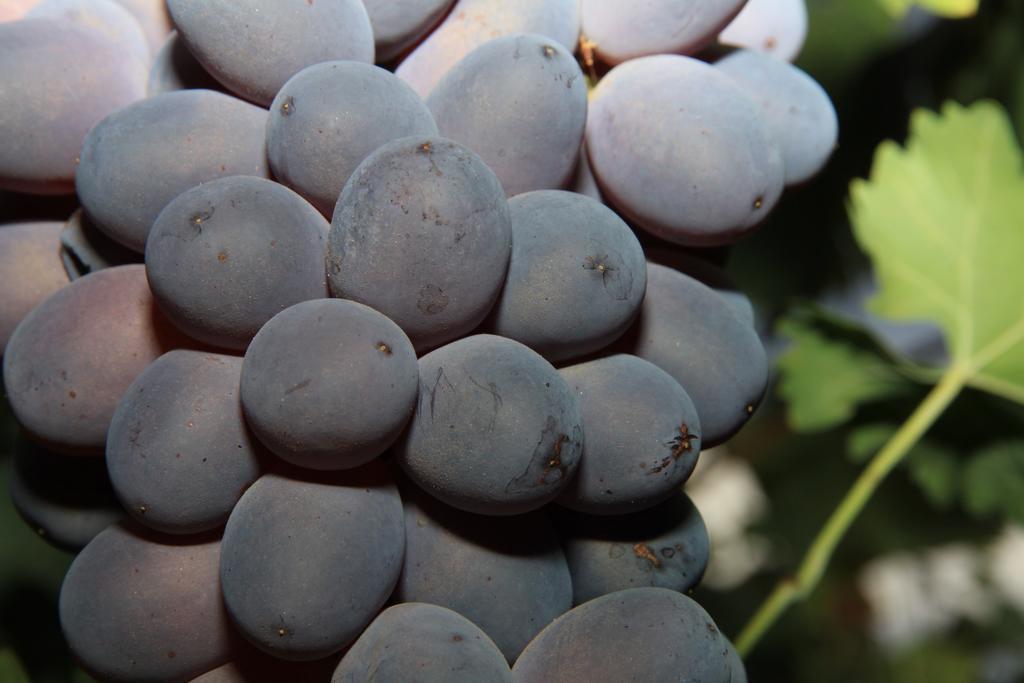 אלאמה דה מורסיה Alojamientos Rurales Cortijo Las Golondrinas מראה חיצוני תמונה